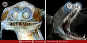 Telescope Fish Video Goes Viral