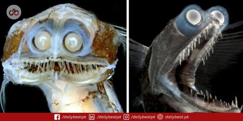 Telescope Fish Video Goes Viral