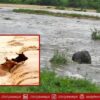 Buffaloes Rescued from Chenab Floods in Muzaffargarh
