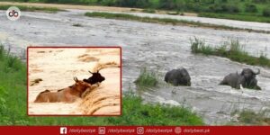 Buffaloes Rescued from Chenab Floods in Muzaffargarh